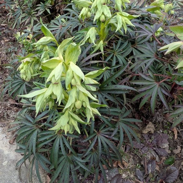 Helleborus foetidus