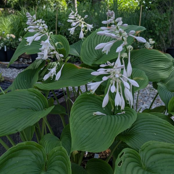 Hosta 'Green Acres'