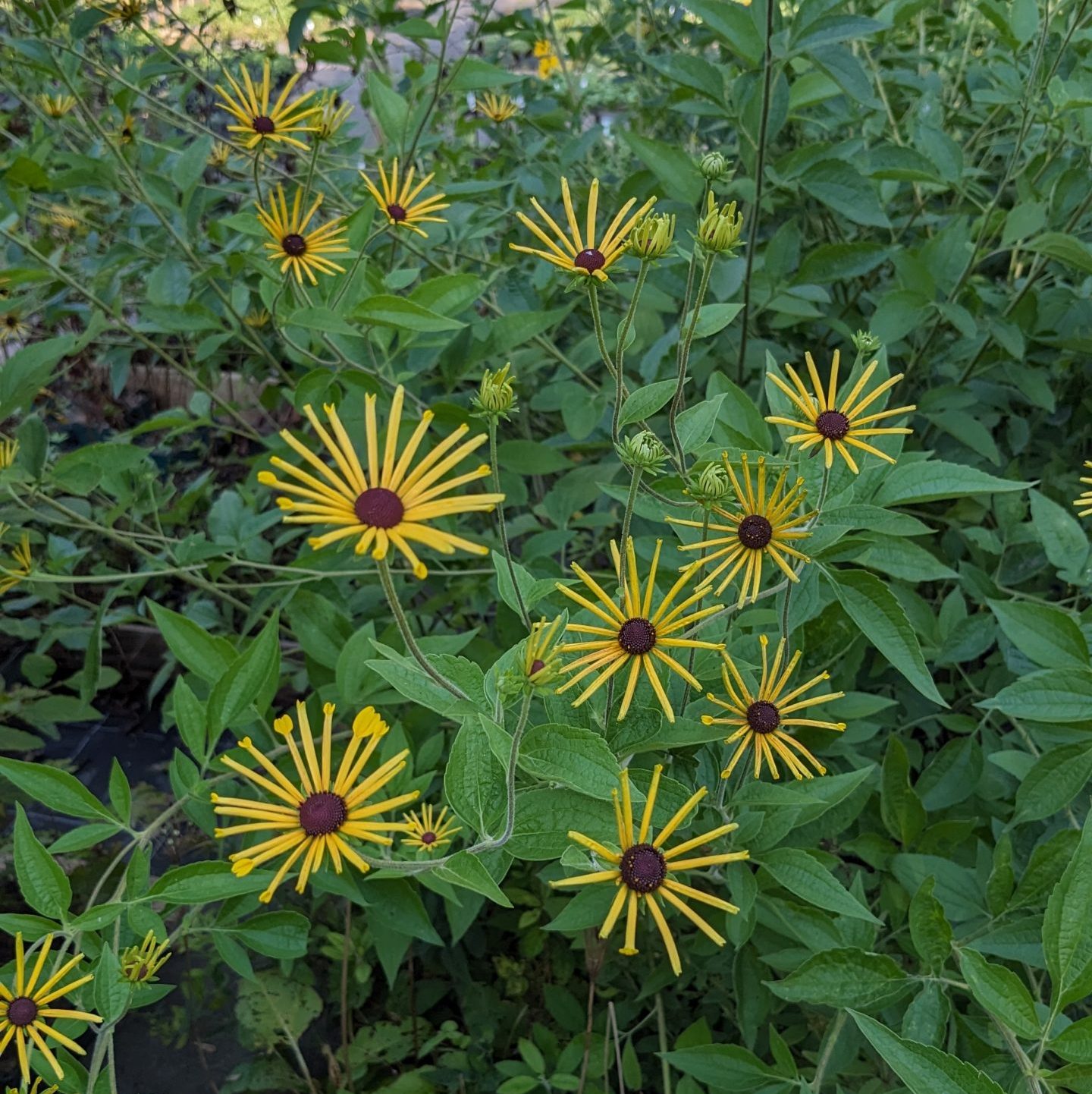 Rudbeckia subtomentosa 'Henry Eilers' – Bild 2