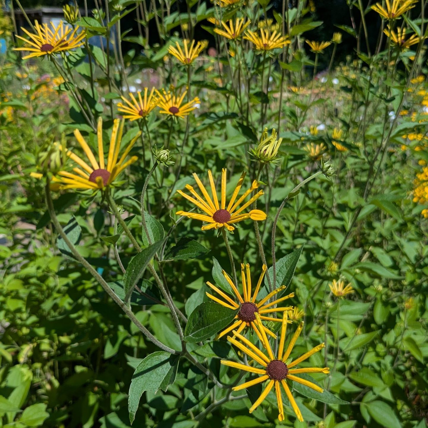 Rudbeckia subtomentosa 'Henry Eilers'