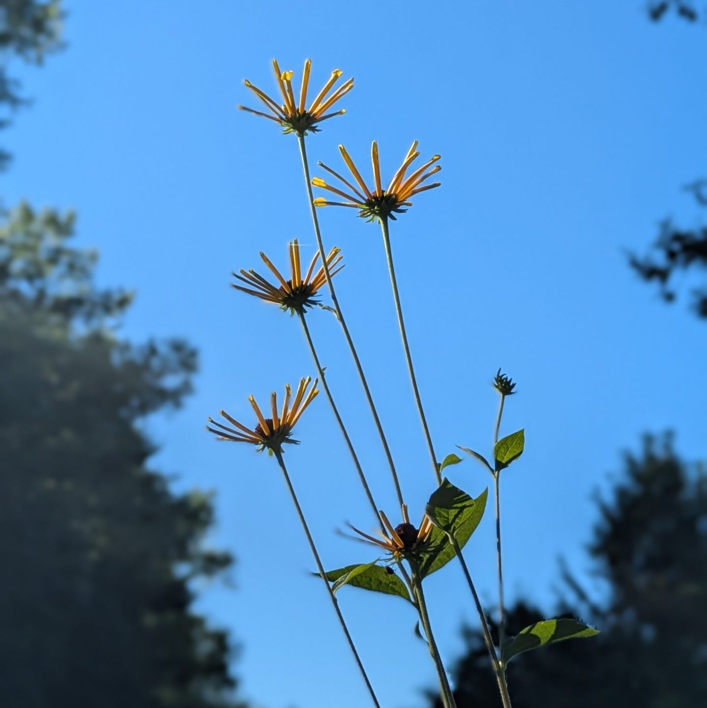 Rudbeckia subtomentosa 'Henry Eilers' – Bild 3
