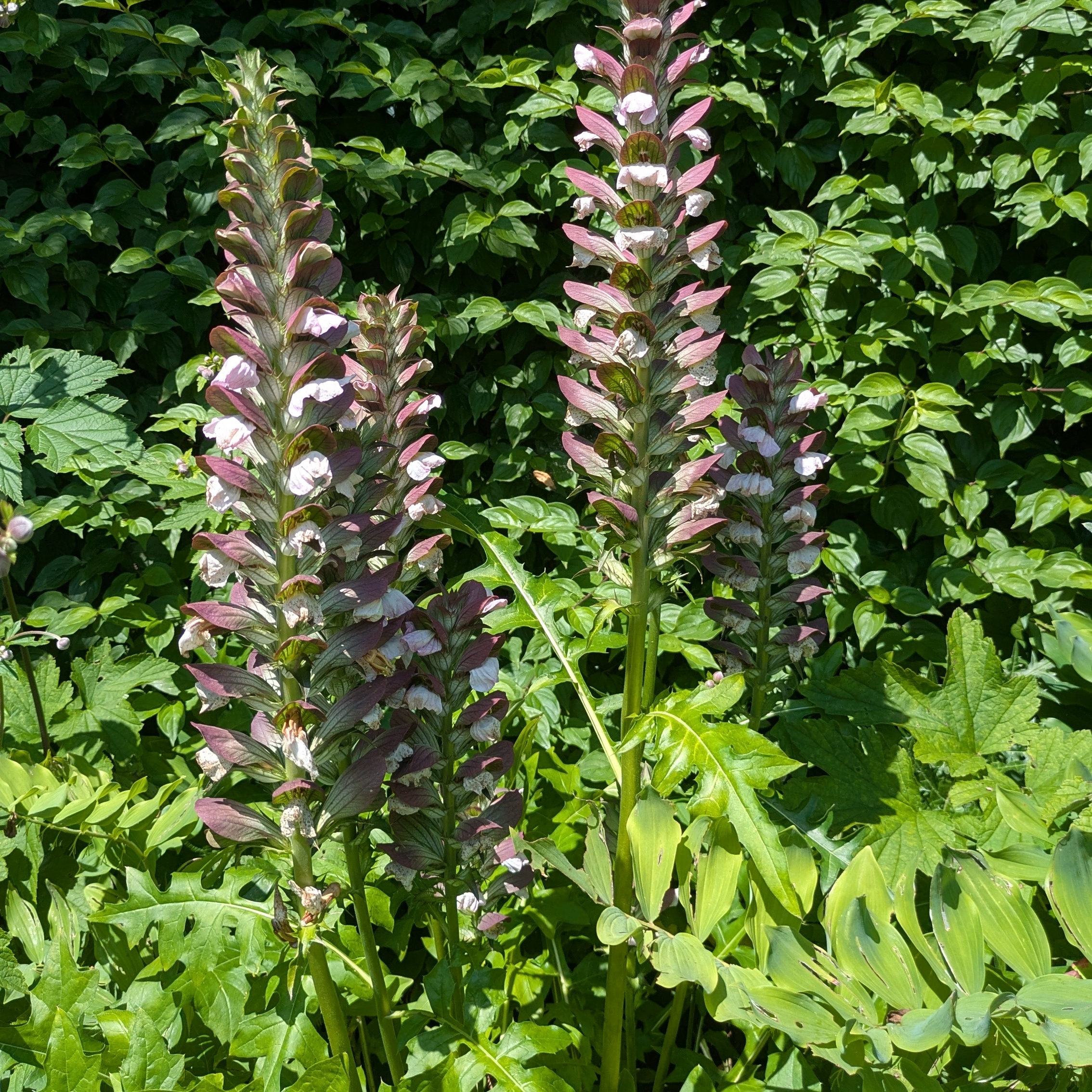 Acanthus hungaricus