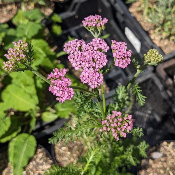 Achillea millefolium-Hybr. 'Lilac Beauty'