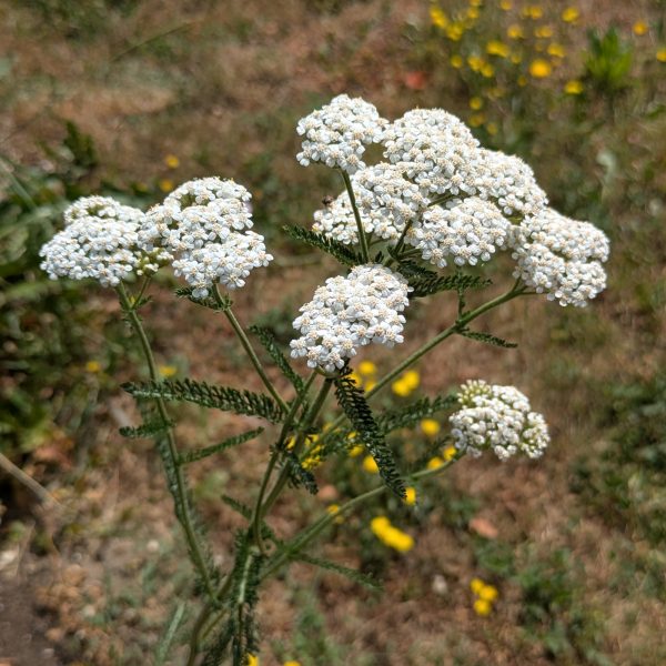 Achillea millefolium