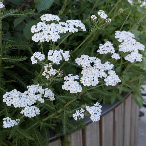 Achillea millefolium