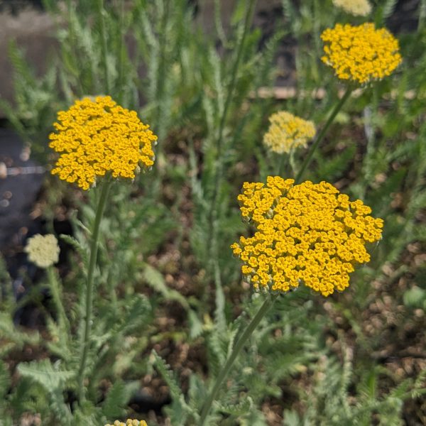 Achillea filipendulina-Hybr. 'Coronation Gold'