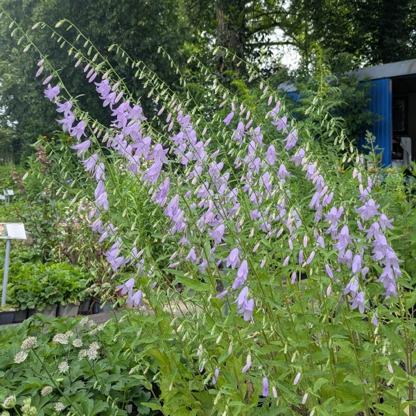 Adenophora confusa 'Hemelstraling'