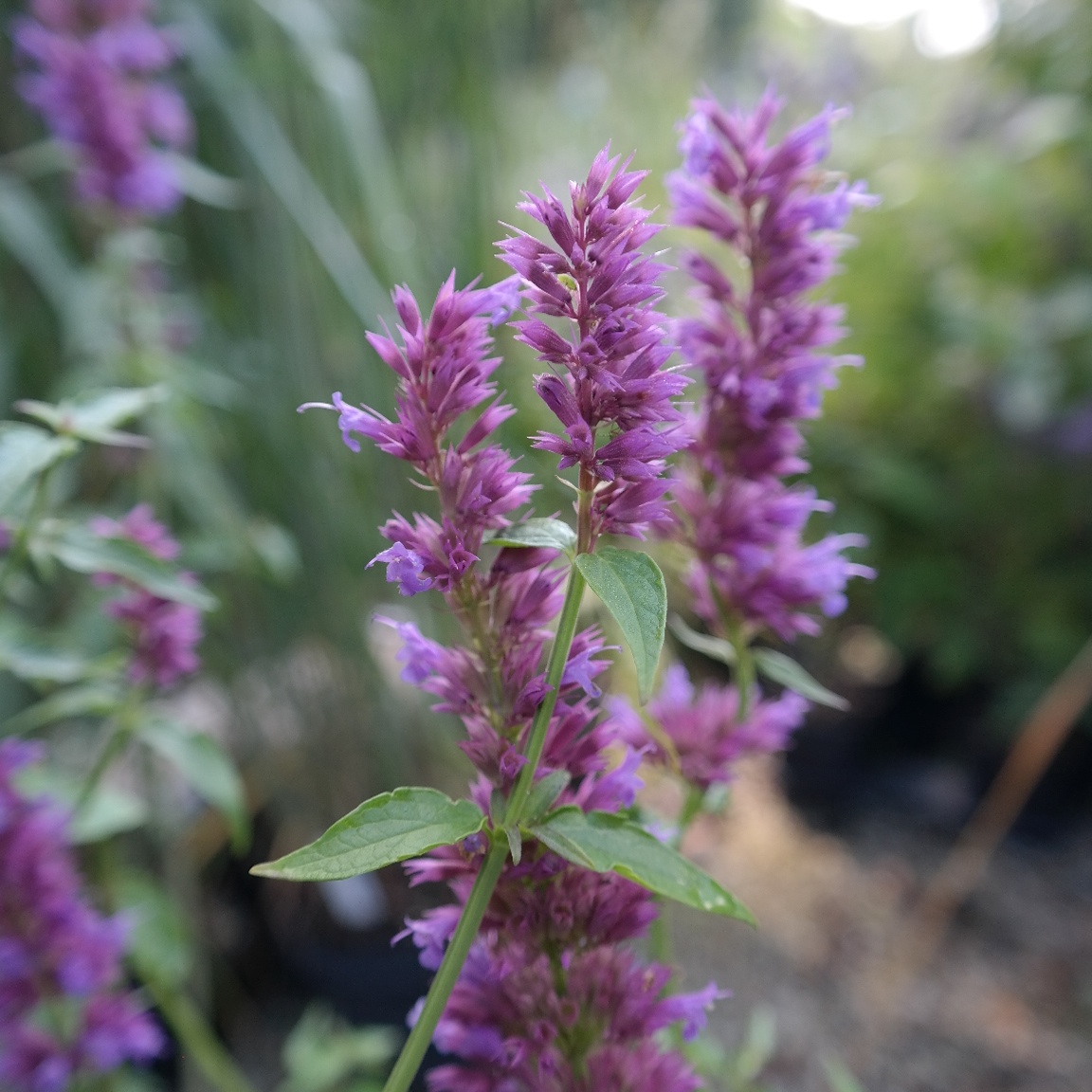 Agastache Hybr. 'Ayala'