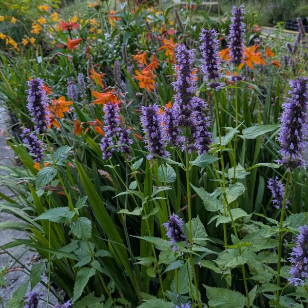 Agastache Rugosa-Hybr. 'Blue Fortune'