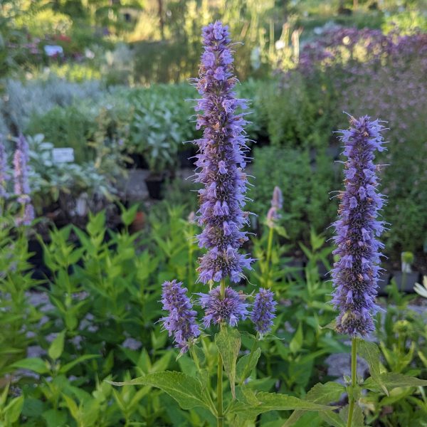 Agastache Rugosa-Hybr. 'Blue Fortune'