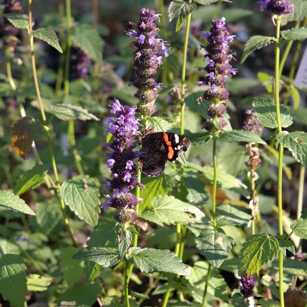 Agastache Rugosa-Hybr. 'Black Adder'