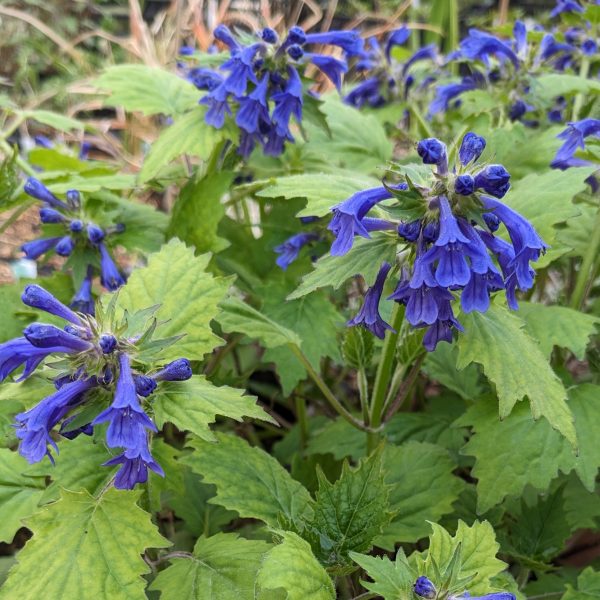 Ajuga incisa 'Blue Enigma'