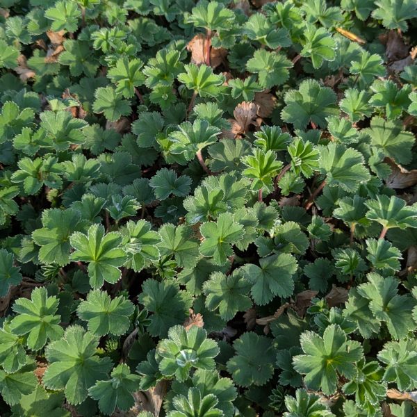 Alchemilla erythropoda