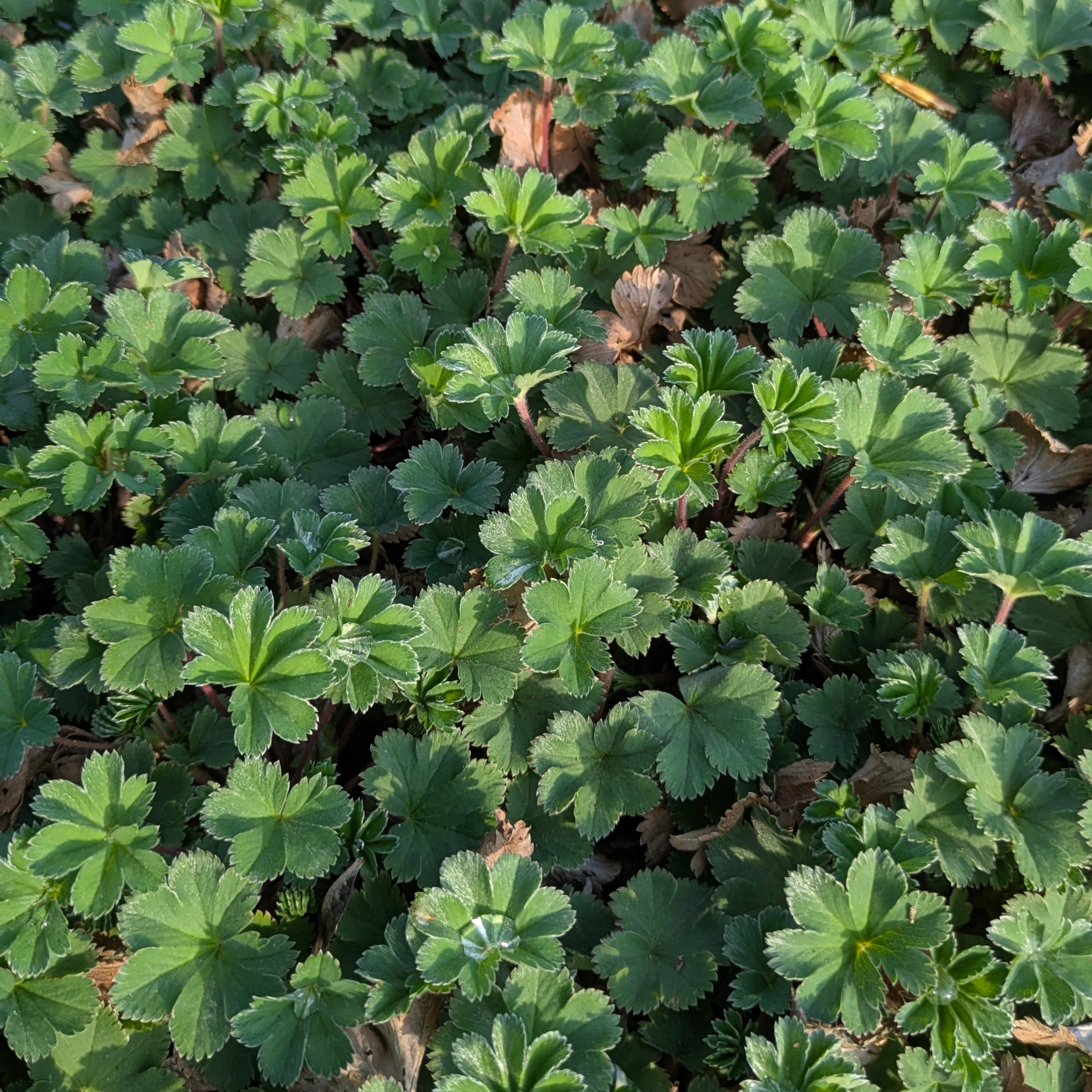 Alchemilla erythropoda