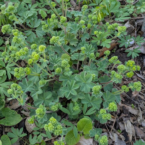 Alchemilla taurica 'Gümüshane'