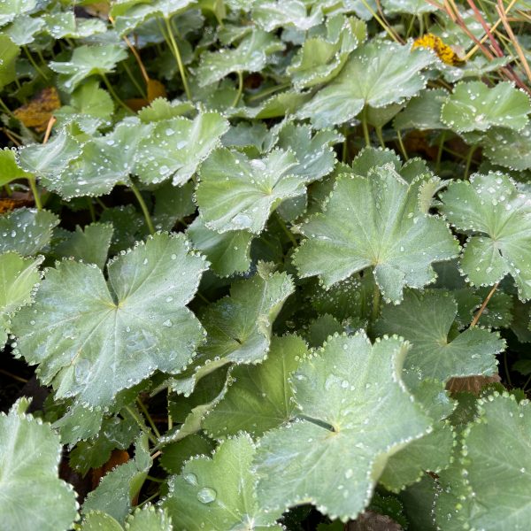 Alchemilla xanthochlora (=vulgaris)