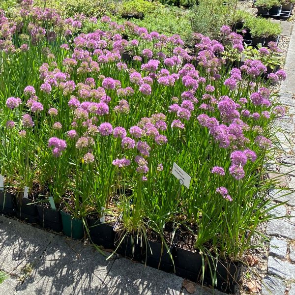 Allium Hybr. 'Millenium'