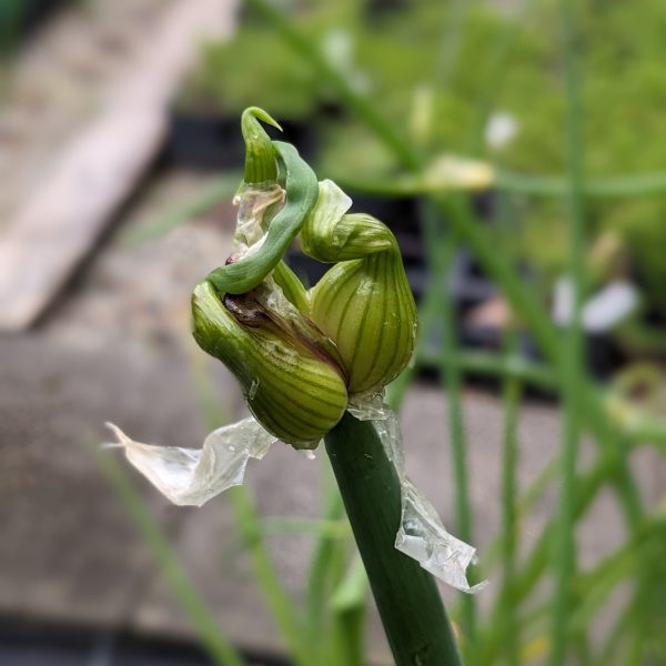 Allium cepa var. viviparum