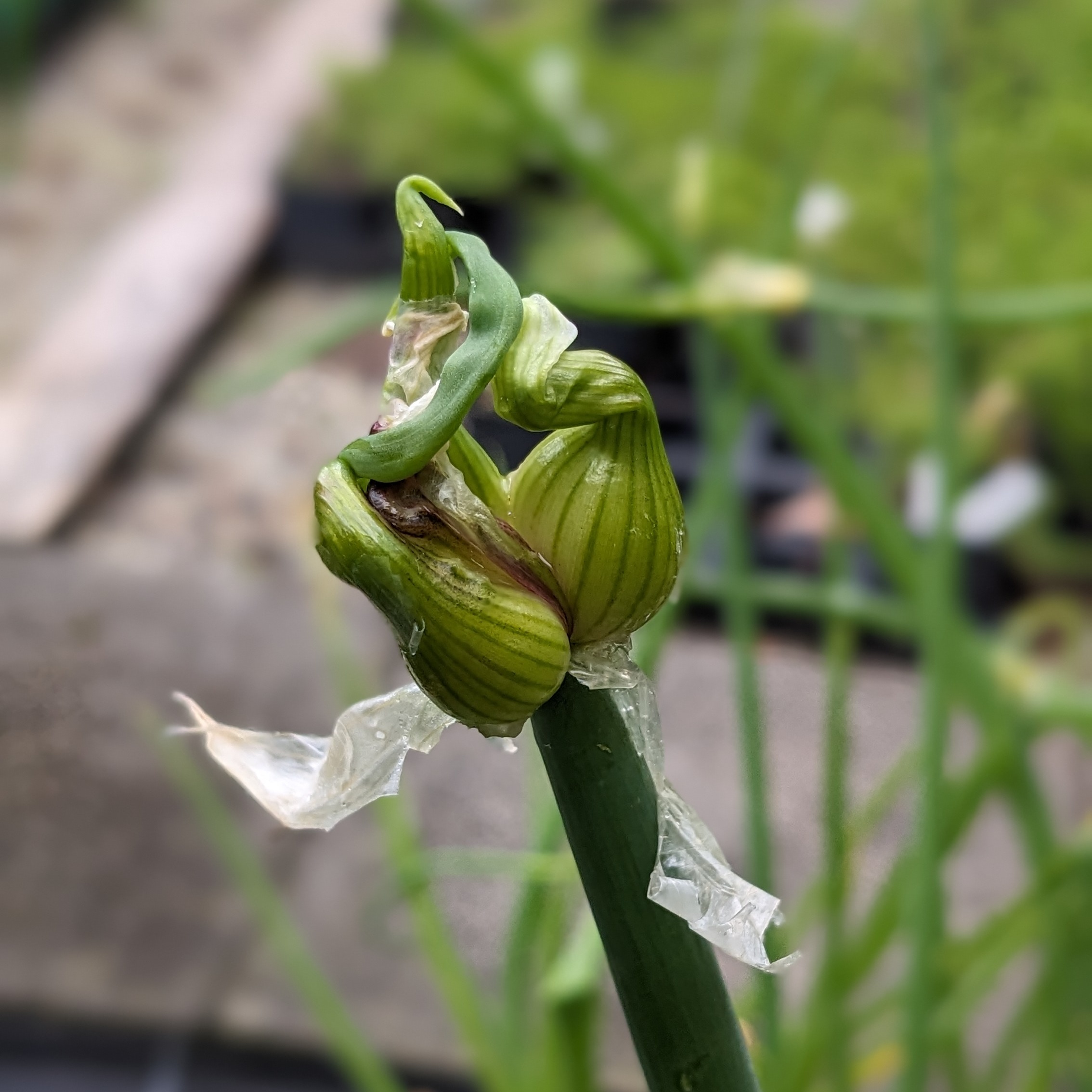 Allium cepa var. viviparum