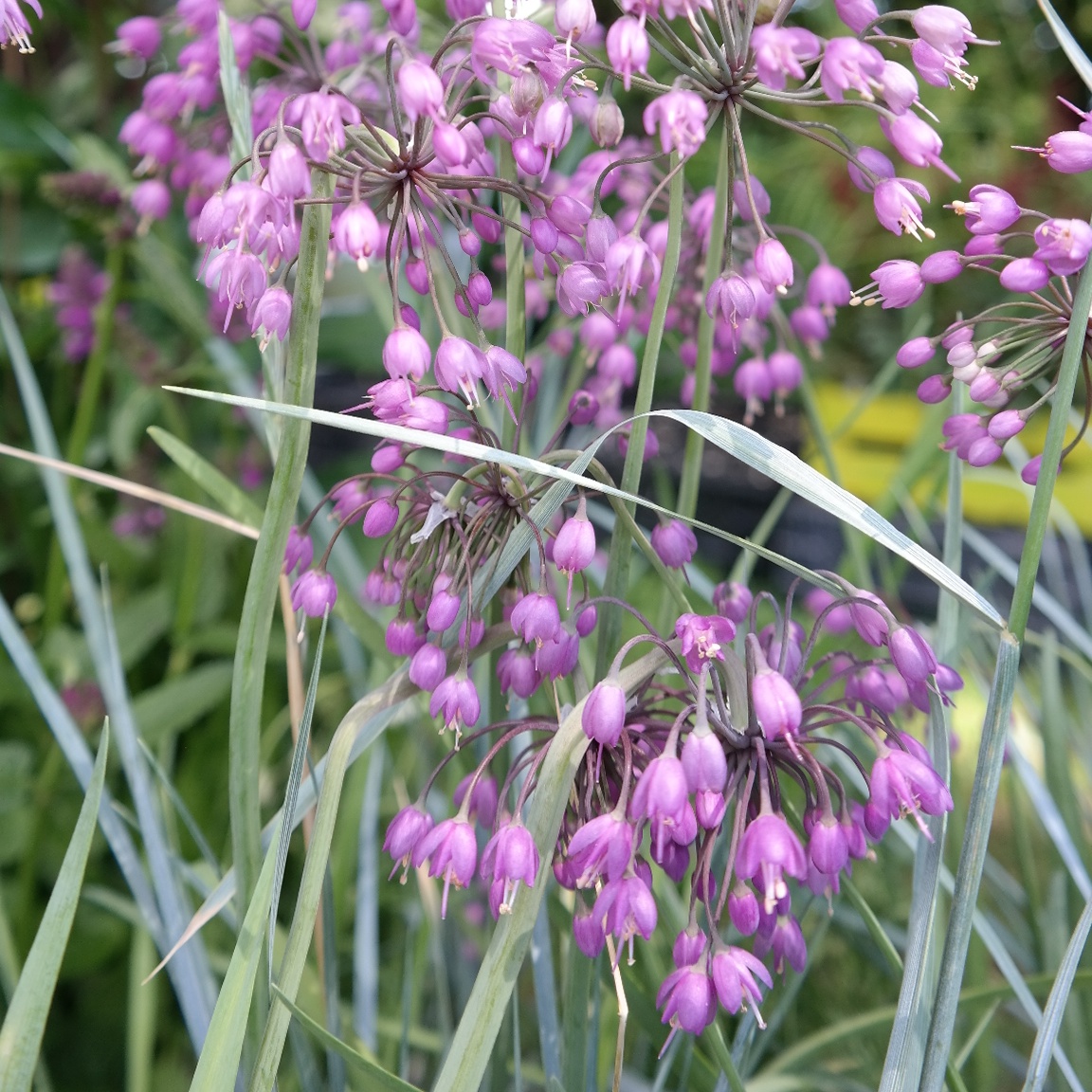 Allium cernuum