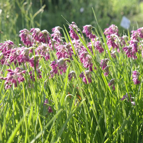Allium cyathophorum var. farreri