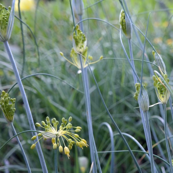 Allium flavum