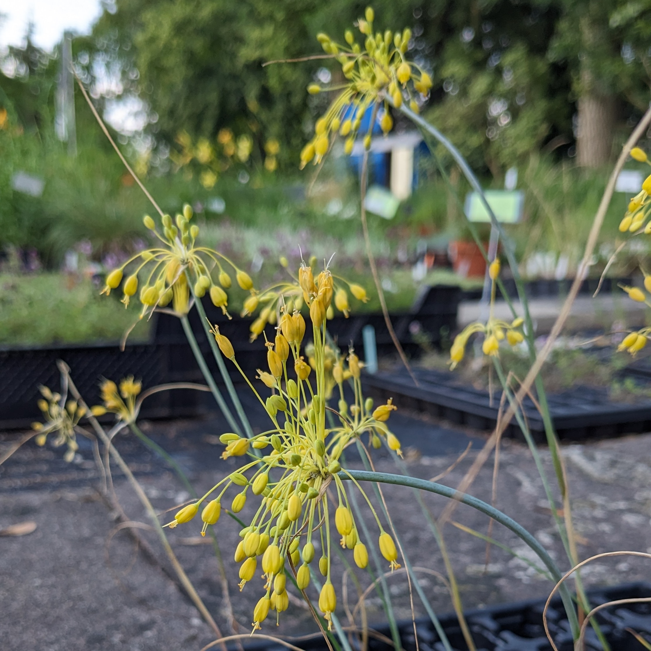 Allium flavum – Bild 2