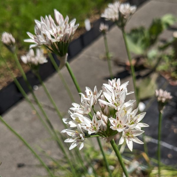 Allium ramosum