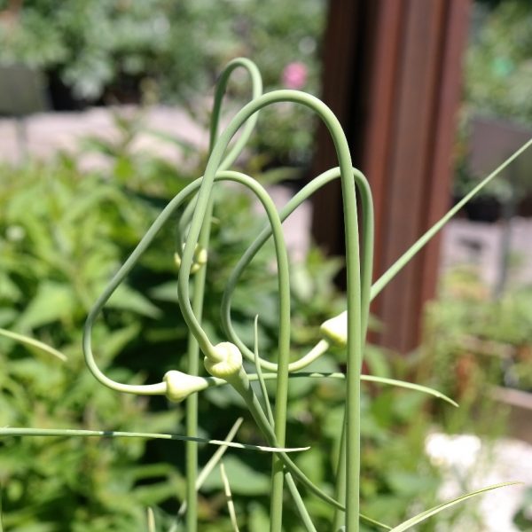 Allium sativum var. ophioscorodon