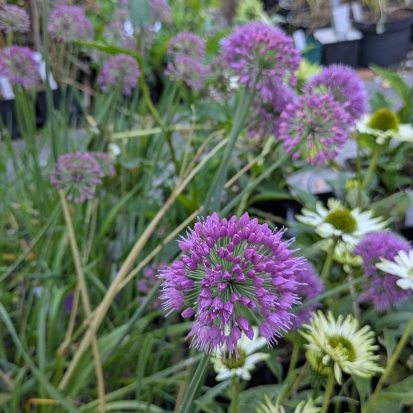 Allium Hybr. 'Lavender Bubbles'