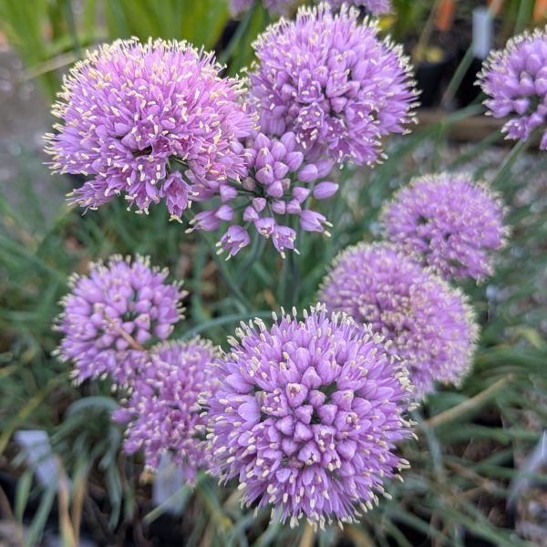 Allium Hybr. 'Lisa Blue'