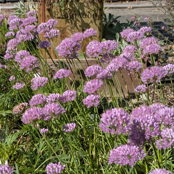 Allium senescens ssp. montanum (=lusitanicum)