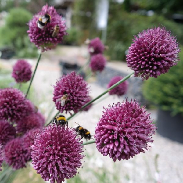 Allium sphaerocephalon