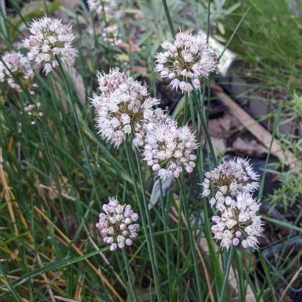 Allium suaveolens