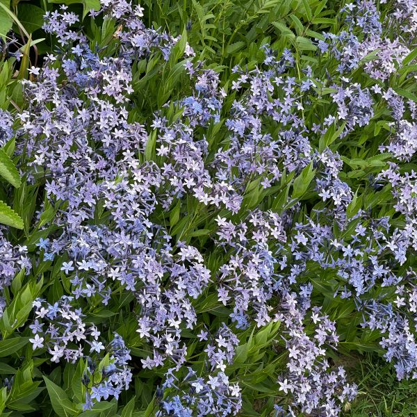 Amsonia 'Blue Ice'