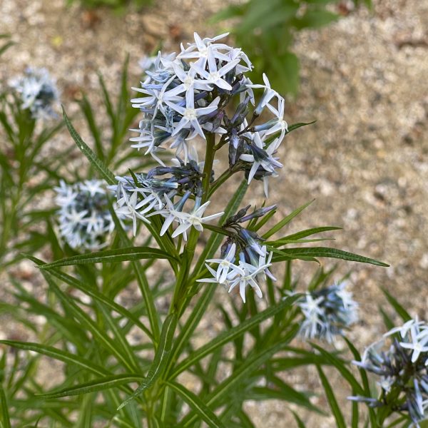 Amsonia hubrichtii-Hybr. 'Halfway to Arkansas'