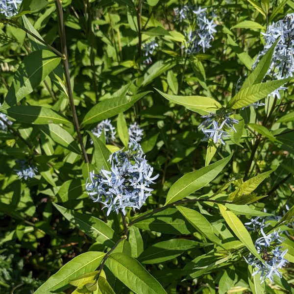 Amsonia tabernaemontana