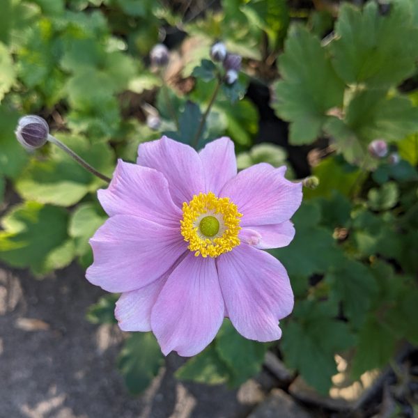 Anemone hupehensis 'Ouvertüre'