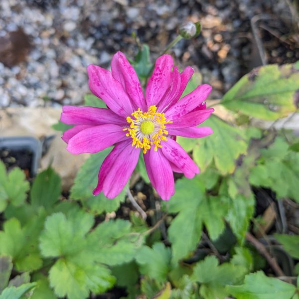 Anemone japonica 'Bressingham Glow'