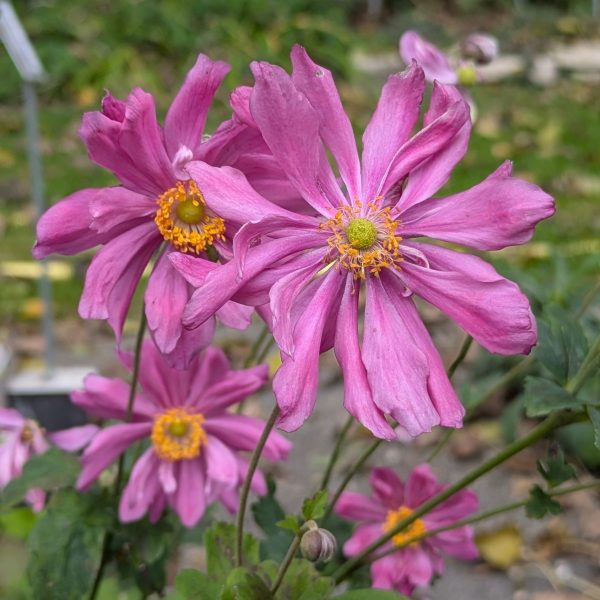Anemone japonica 'Prinz Heinrich'
