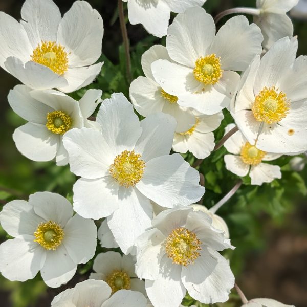 Anemone sylvestris