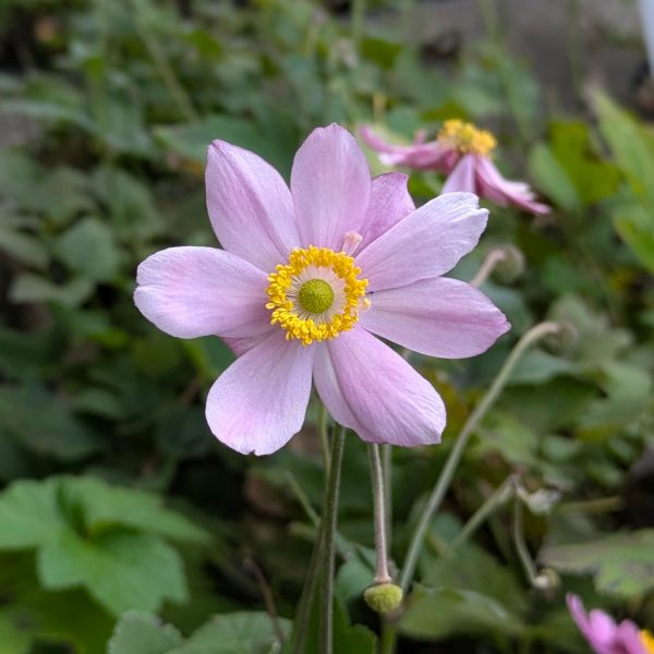 Anemone tomentosa 'Serenade'