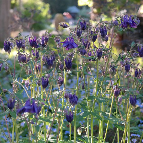 Aquilegia vulgaris