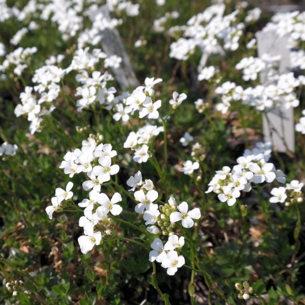 Arabis vochinensis