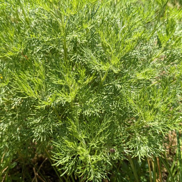 Artemisia abrotanum var. maritima