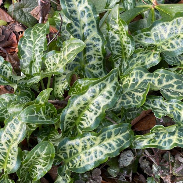 Arum italicum 'Pictum'