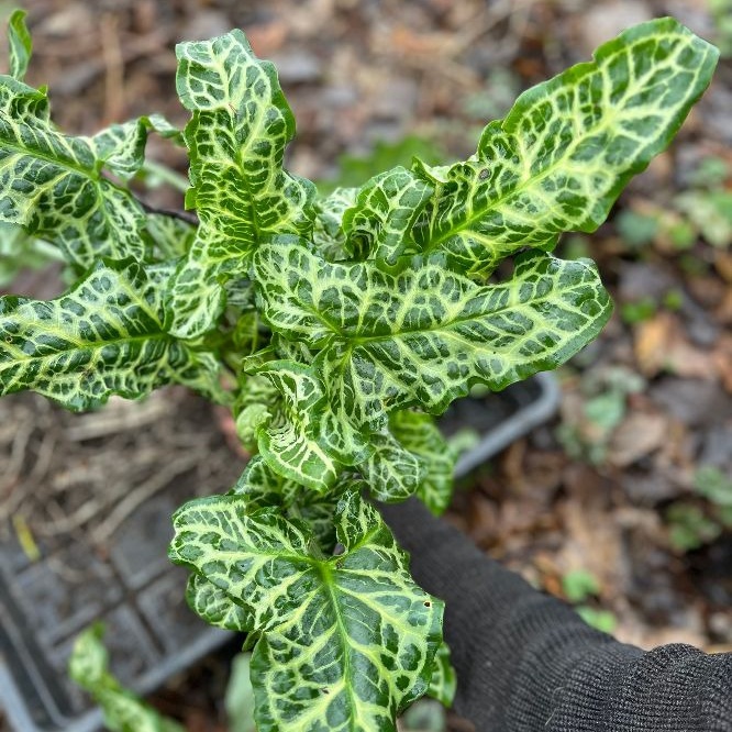 Arum italicum 'Pictum' – Bild 2