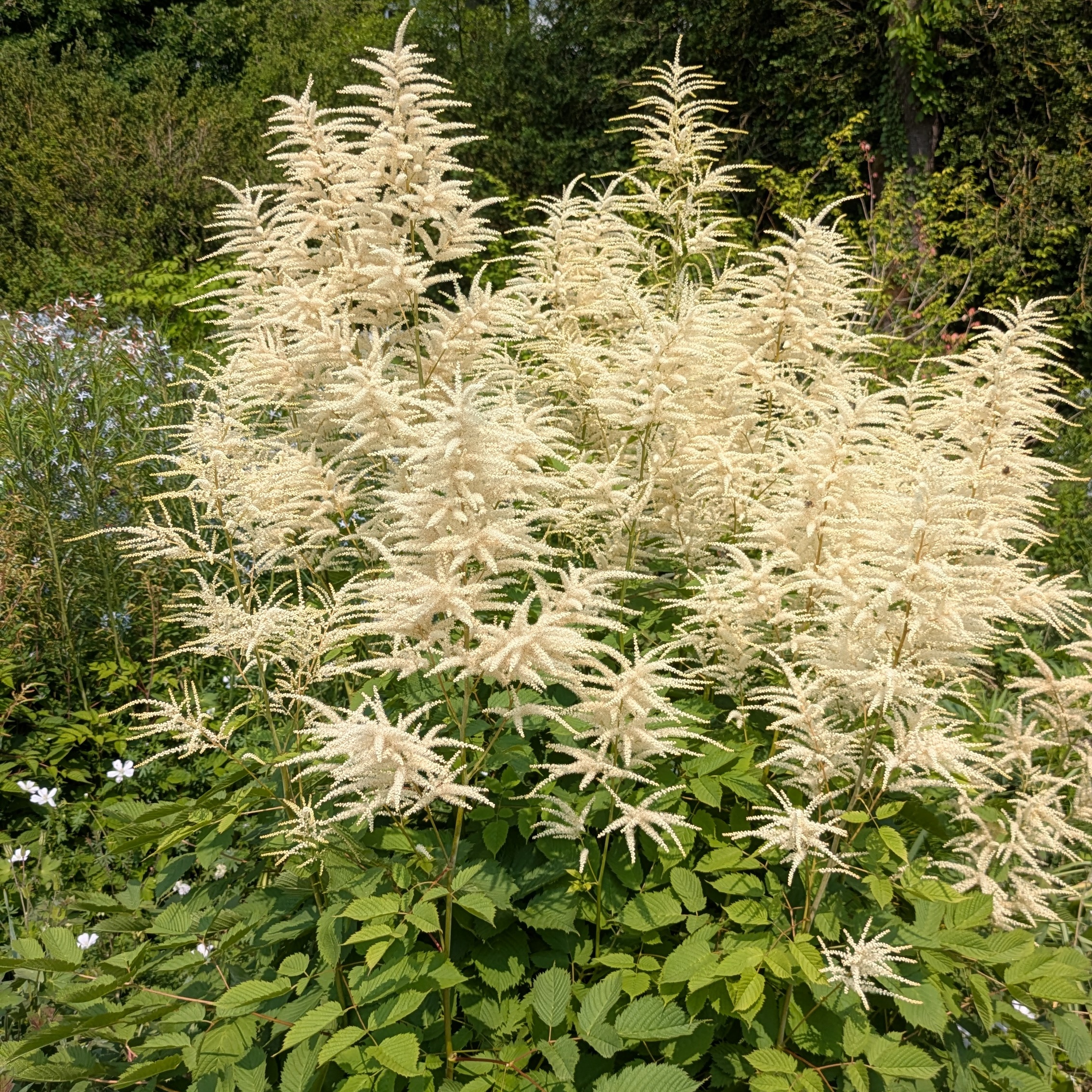 Aruncus dioicus