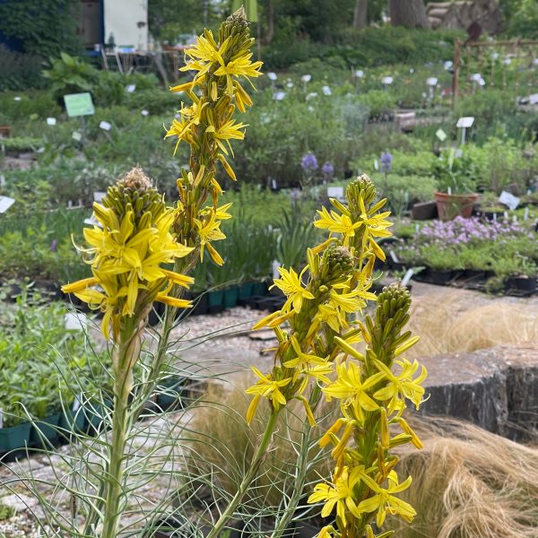 Asphodeline lutea