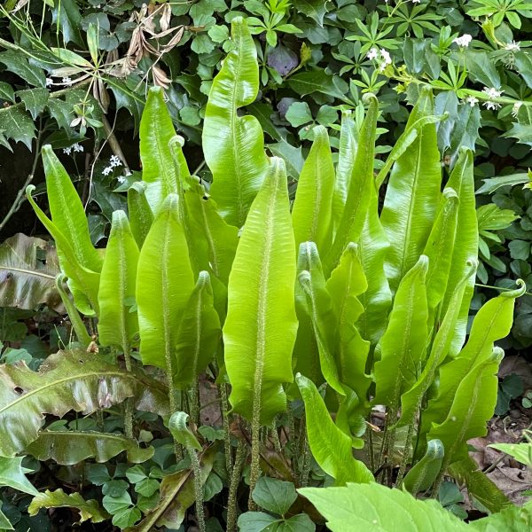 Asplenium (=Phyllitis) scolopendrium
